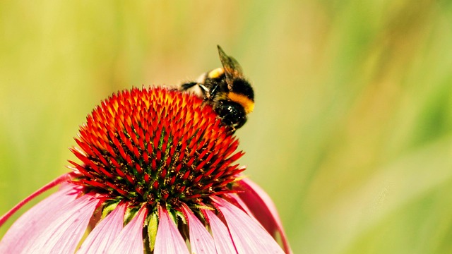 Free Bee Insect photo and picture