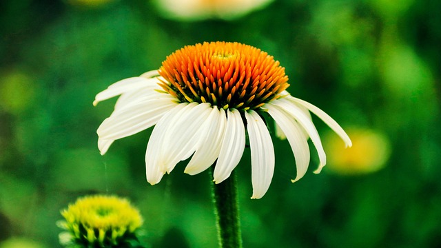 Free Coneflower Flower photo and picture