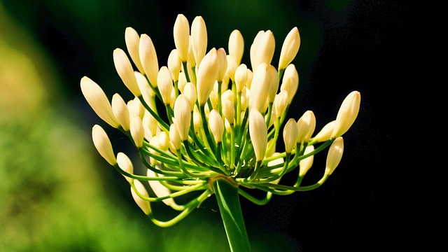 Free Flowers Buds photo and picture