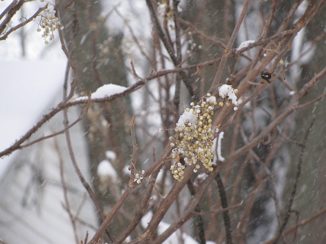 Winterlandscape Winter Snow - Free photo on Pixabay - Pixabay