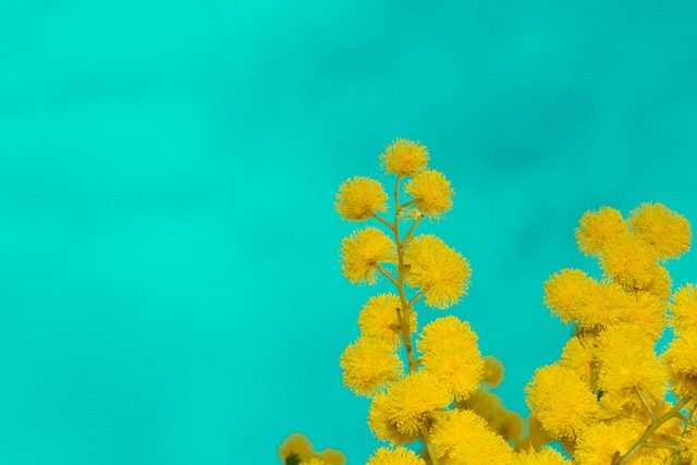 Free Mimosa Mimosas photo and picture