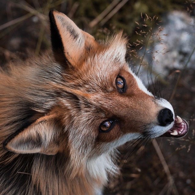 Free Fox Animal photo and picture