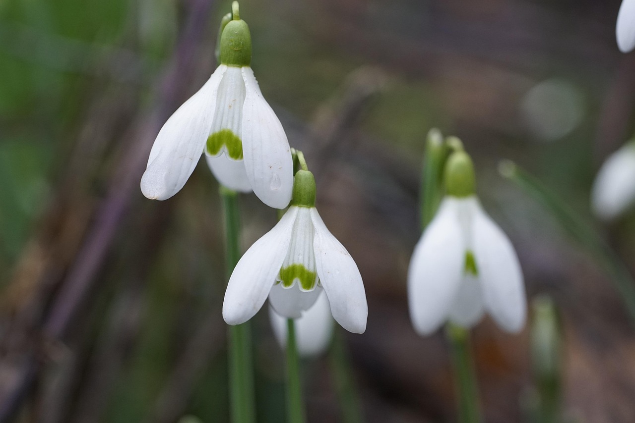 February Spring Snow Drop Free photo on Pixabay