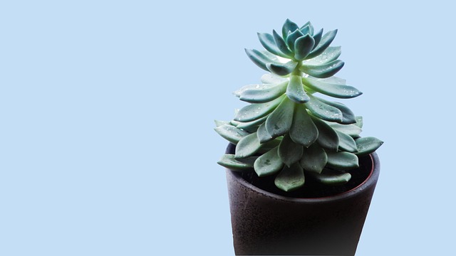 多汁的 植物 树叶 - Pixabay上的免费照片 - Pixabay