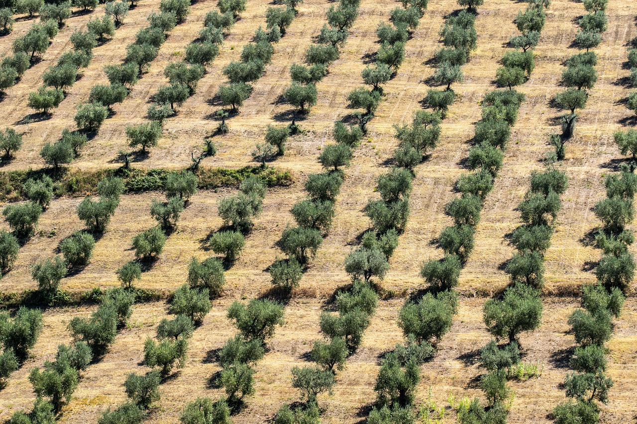 Toskana Olivenbaum Italien - Kostenloses Foto auf Pixabay