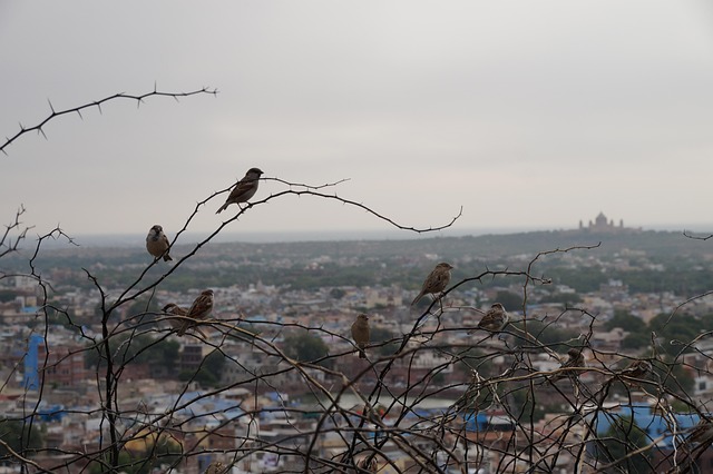 Free India Jodhpur photo and picture