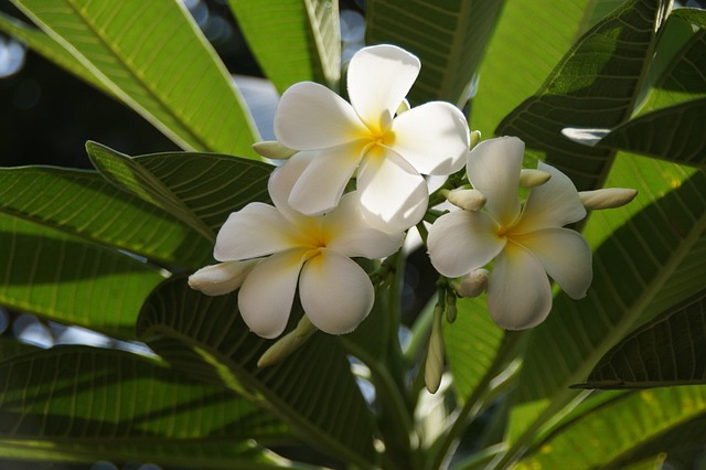 Free Nature Blossoms photo and picture