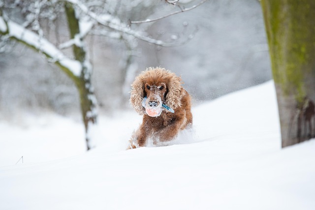 Cocker, Spaniel, Hund, Spil, Sne, Vinter