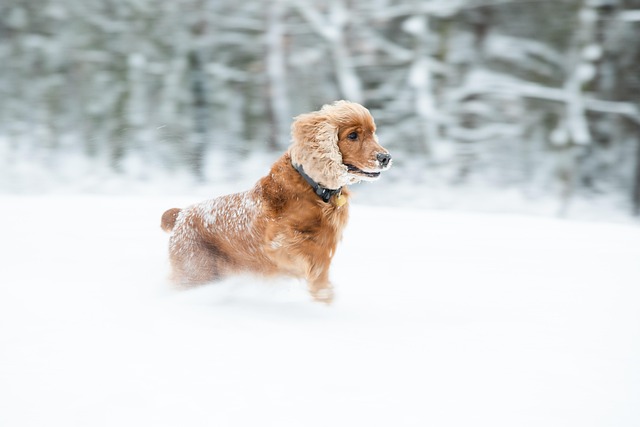 Cocker, Spaniel, Hund, Spil, Sne, Vinter