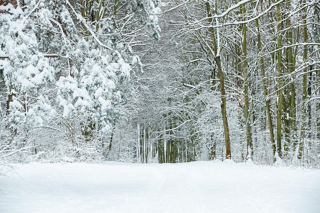 Skov, Euro, Tjekkisk, Vinter, Sne, Træ