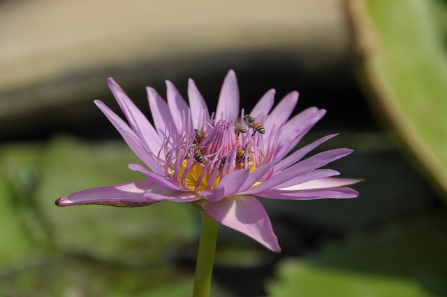 Blume, Bienen, Violett, Insekt, Blüte