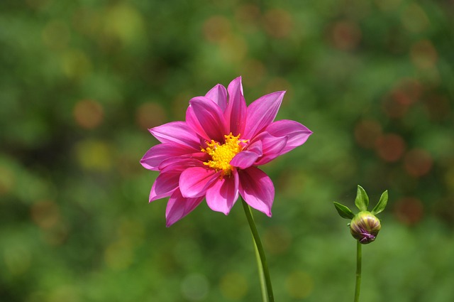 Blüte, Violett, Pflanze, Flora