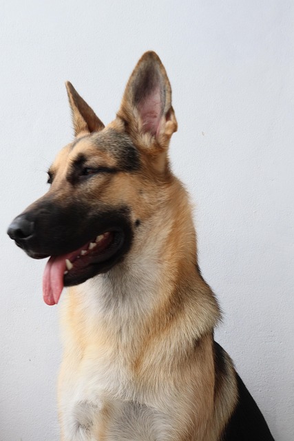 Hund, Maulkorb, Pfarrer, Deutsche, Tier