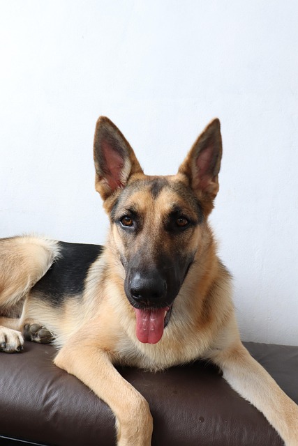 Pfarrer, Deutsche, Hund, Hunde, Porträt