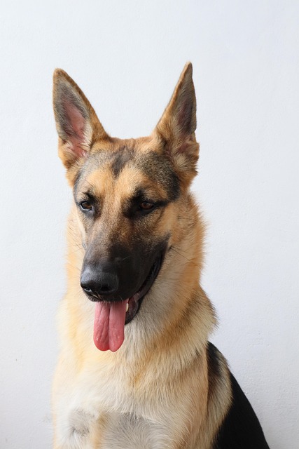 Pfarrer, Deutsche, Hund, Hunde, Porträt