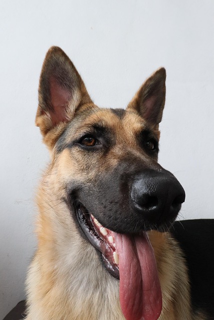 Pfarrer, Deutsche, Hund, Hunde, Porträt