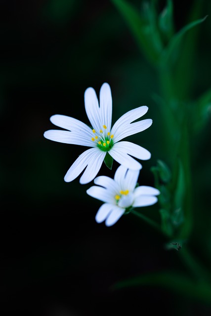 Free Flower White Flower photo and picture