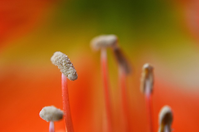 Free Flower Orange Flower photo and picture