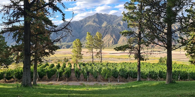 Landschaft, Weinberge, Mendoza