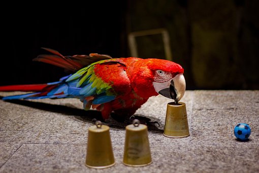 Papagei, Ara, Vogel, Trick, Show