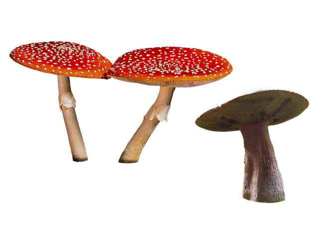 Free mushroom toadstool fly agaric illustration
