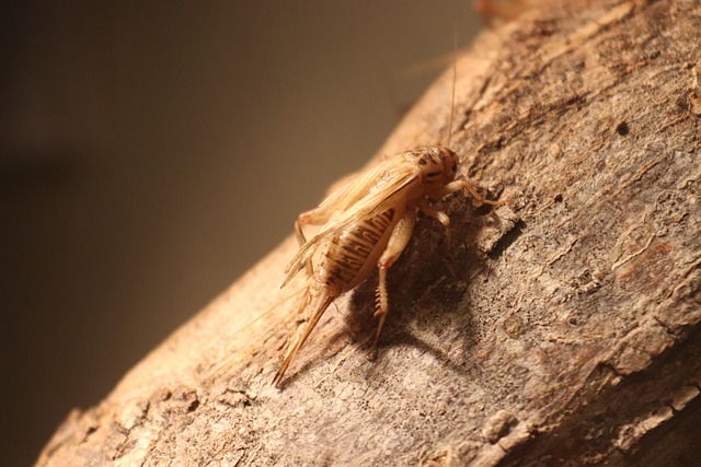 Free Crickets Cricket photo and picture