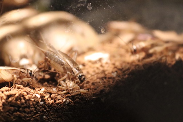 Free Crickets Cricket photo and picture