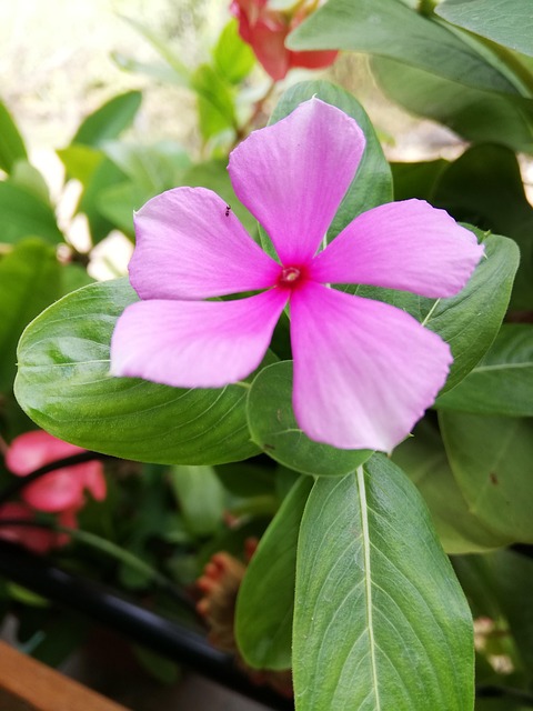 Blomst, Violet, Dag