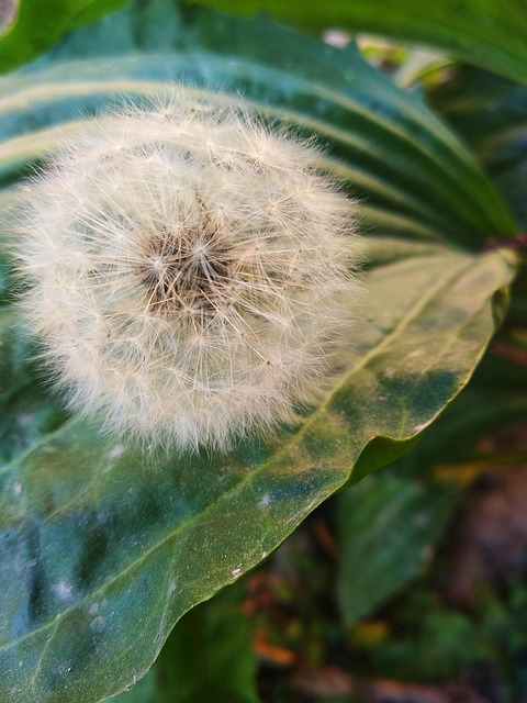 Free Nature Dandelion photo and picture