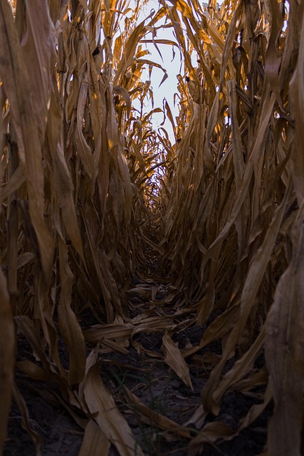 Free Cornfield Crop photo and picture