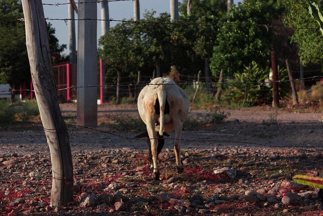 Free Farm Mexico photo and picture