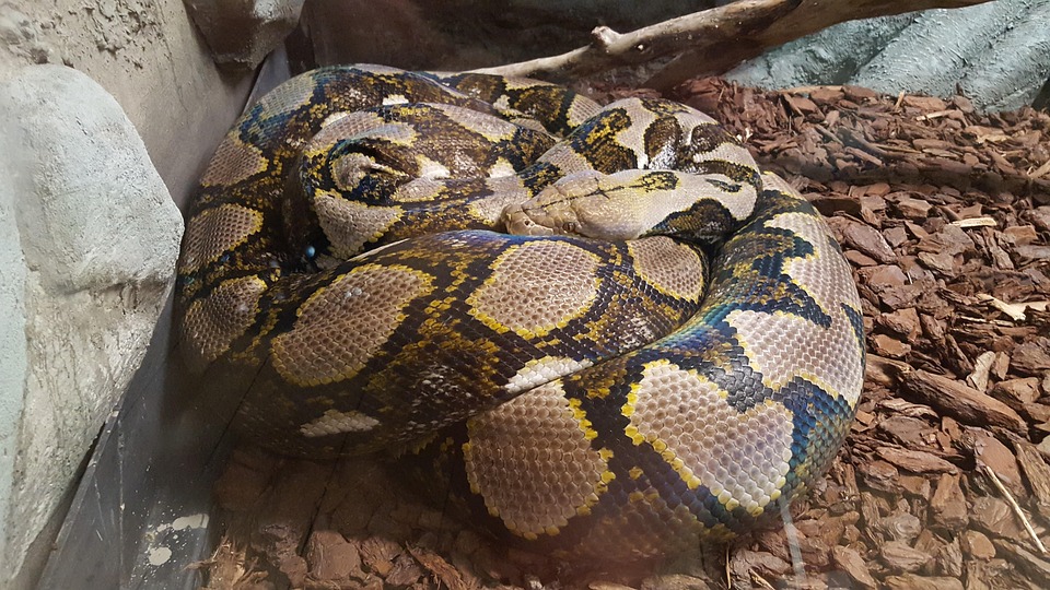 蛇 Python 棕色 - Pixabay上的免费照片 - Pixabay