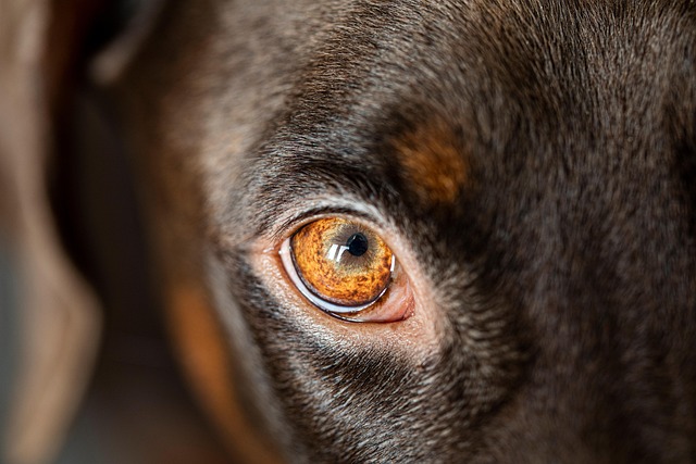 dog, eye, head, pet, nature, animal, domestic dog, canine, mammal, doberman, focus, best friend, closeup