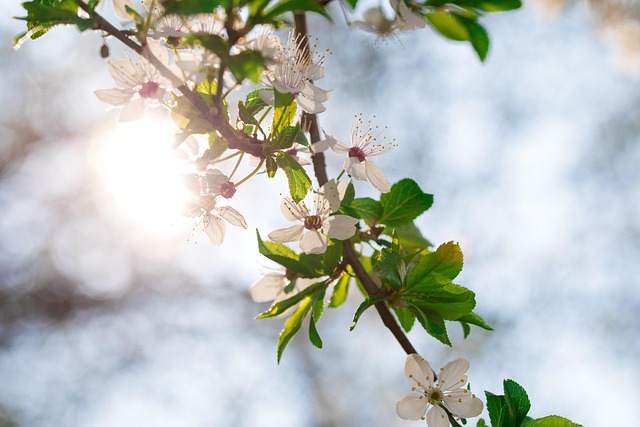 Free Sunbeams Blossoms photo and picture