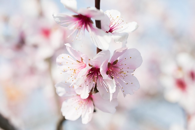 Free Cherry Blossom Flower photo and picture