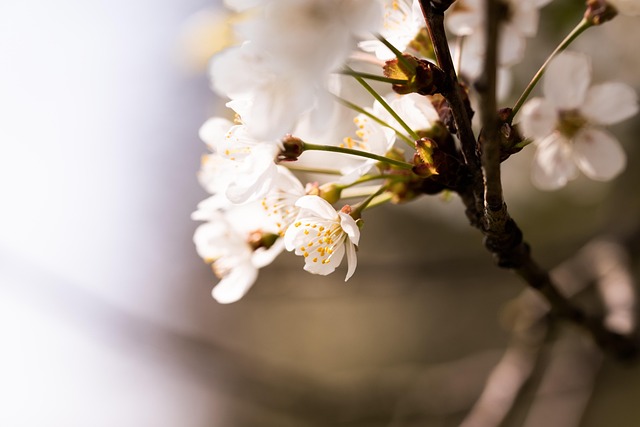 Free Cherry Blossom Beautiful Flowers photo and picture