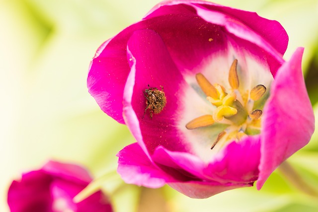 Free Flower Plant photo and picture