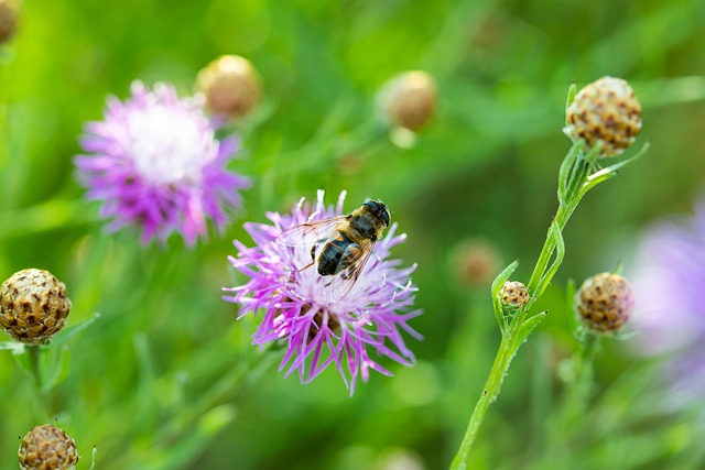 Free Bee Flower photo and picture