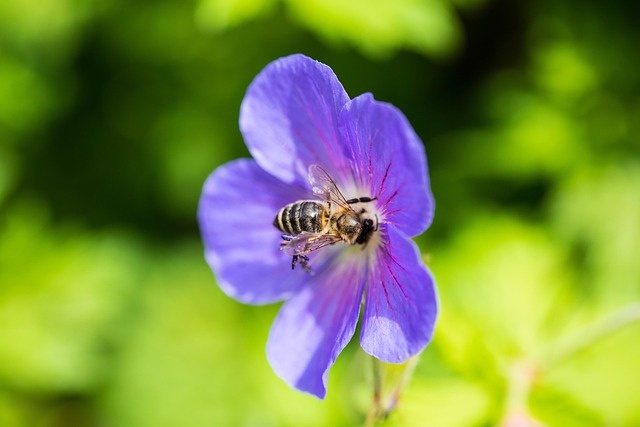 Free Flower Bee photo and picture