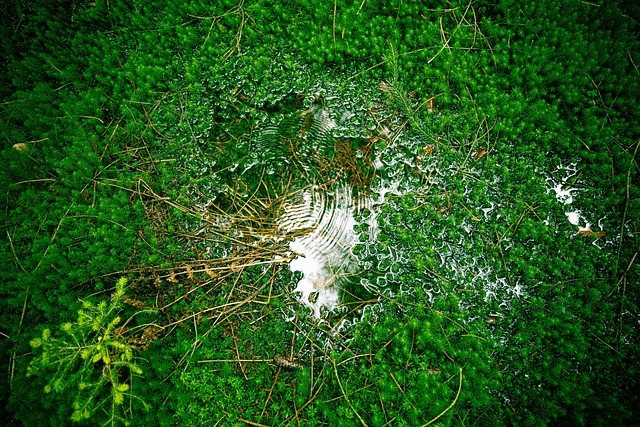 Free Moss Swamp photo and picture