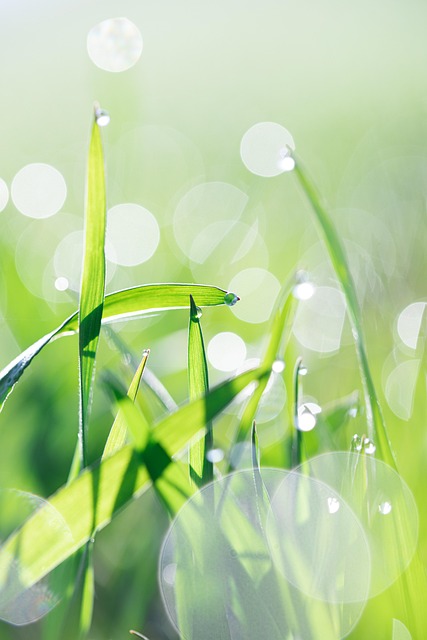 Free Light Beads Grass photo and picture