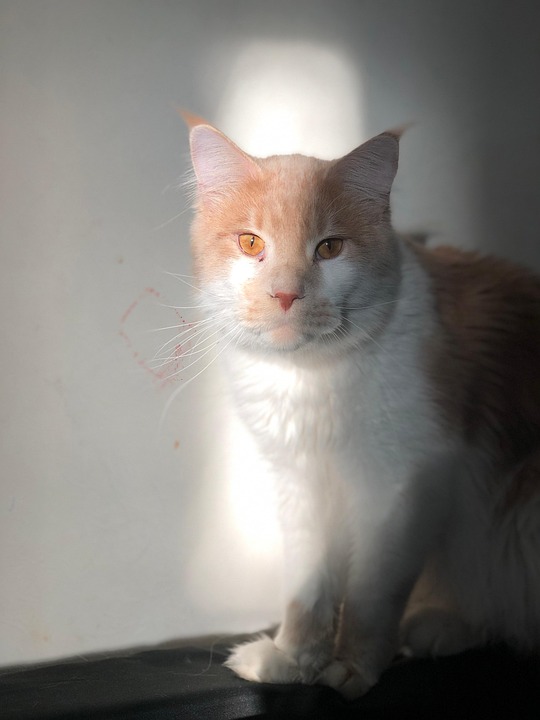 猫 メインクーン 動物 Pixabayの無料写真