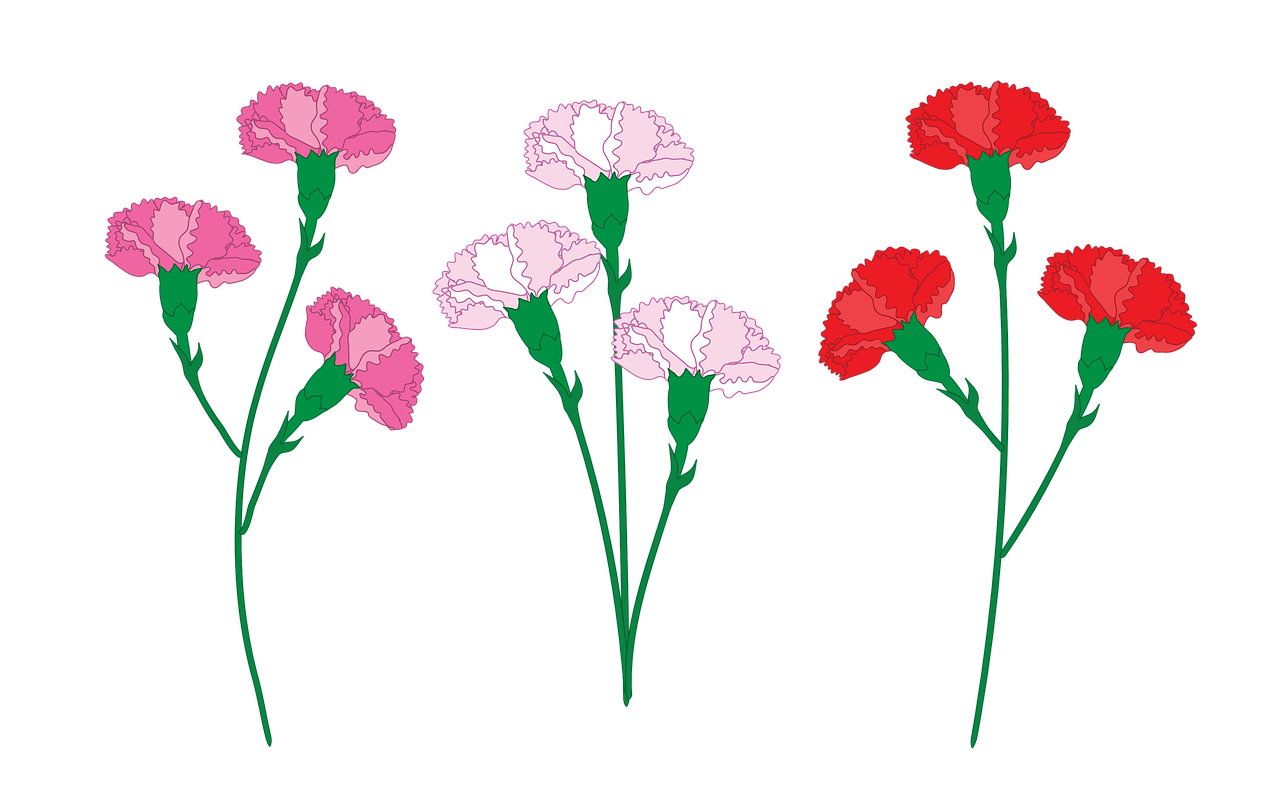 Download Carnation Flowers, Flowers, Petals. Royalty-Free Stock ...