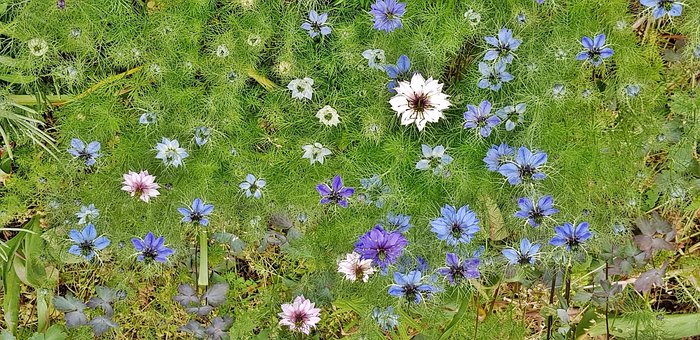 Primavera, Flores, En La Primavera De