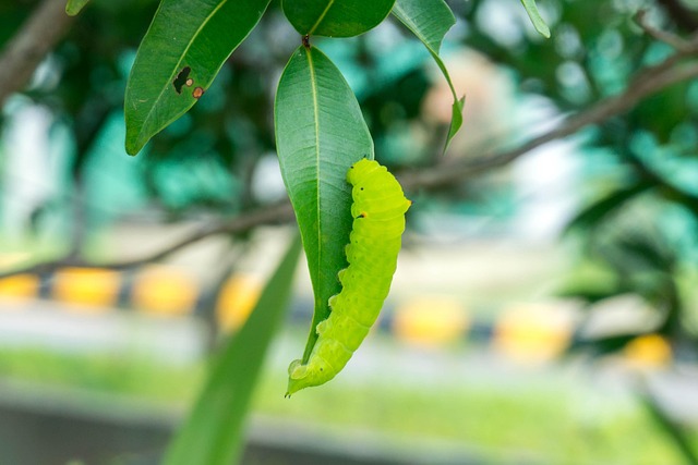 Raupe, Insekt, Natur, Metamorphose