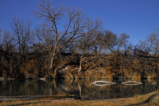 Free River Trees photo and picture