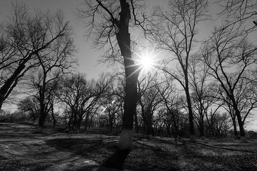 Free Trees Black And White photo and picture