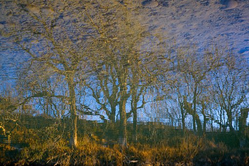 Free River Trees photo and picture