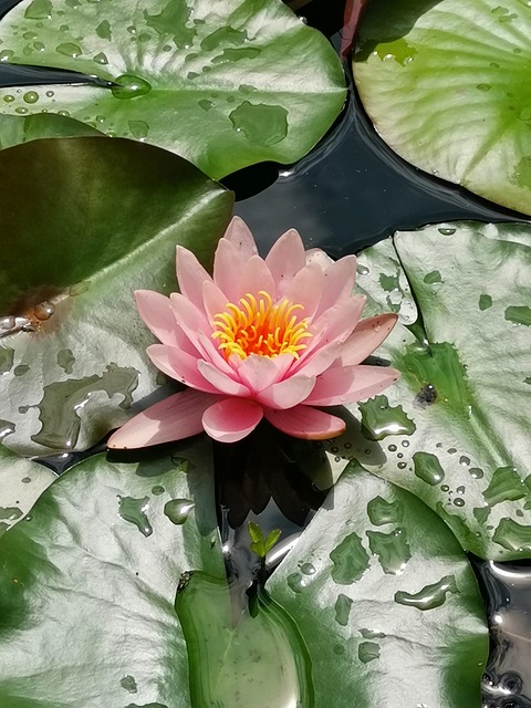Nenúfar, Lírio-D'Água, Lago, Flor, Rosa