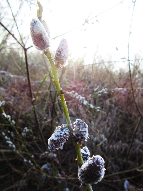 Free Frost Snow photo and picture